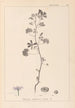 Herbier de la flore française Pl0040 - Louis Antoine Cusin — vista dell’opera