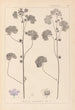 Herbier de la flore française Pl0041 - Louis Antoine Cusin — vista dell’opera
