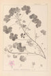 Herbier de la flore française Pl0042 - Louis Antoine Cusin — vista dell’opera