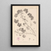 Herbier de la flore française Pl0042 - Louis Antoine Cusin — quadro incorniciato alla parete