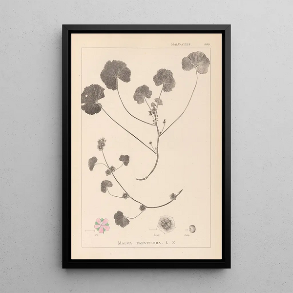 Louis Antoine Cusin - Herbier de la flore franaise Pl0043.webp