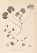 Herbier de la flore française Pl0043 - Louis Antoine Cusin — vista dell’opera