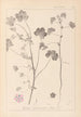 Herbier de la flore française Pl0044 - Louis Antoine Cusin — vista dell’opera