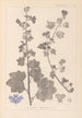 Herbier de la flore française Pl0045 - Louis Antoine Cusin — vista dell’opera