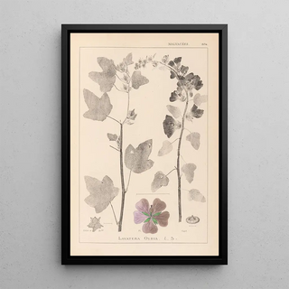 Louis Antoine Cusin - Herbier de la flore franaise Pl0047.webp
