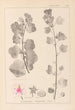Herbier de la flore française Pl0048 - Louis Antoine Cusin — vista dell’opera