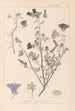 Herbier de la flore française Pl0049 - Louis Antoine Cusin — vista dell’opera