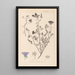 Herbier de la flore française Pl0049 - Louis Antoine Cusin — quadro incorniciato alla parete