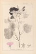 Herbier de la flore française Pl0050 - Louis Antoine Cusin — vista dell’opera
