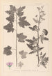 Herbier de la flore française Pl0053 - Louis Antoine Cusin — vista dell’opera