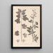 Herbier de la flore française Pl0053 - Louis Antoine Cusin — quadro incorniciato alla parete