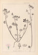 Herbier de la flore française Pl0054 - Louis Antoine Cusin — vista dell’opera