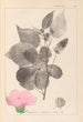 Herbier de la flore française Pl0055 - Louis Antoine Cusin — vista dell’opera