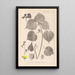 Herbier de la flore française Pl0056 - Louis Antoine Cusin — quadro incorniciato alla parete