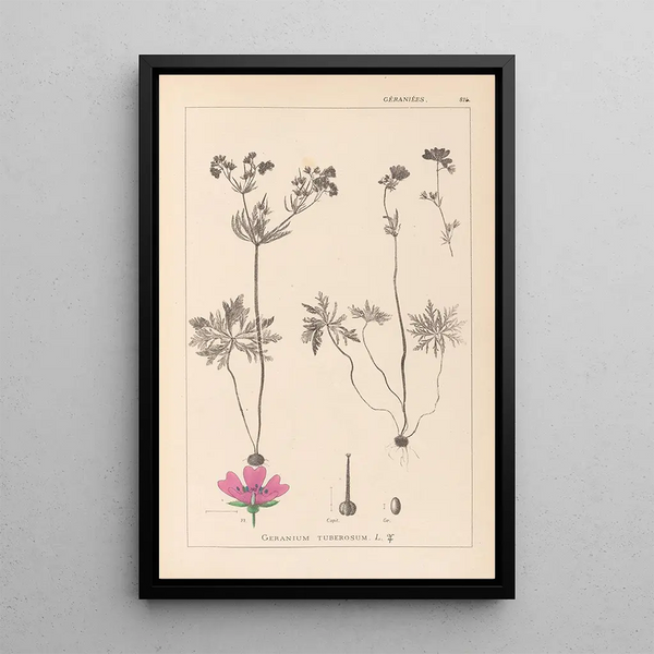 Louis Antoine Cusin - Herbier de la flore franaise Pl0057.webp