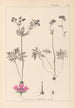 Herbier de la flore française Pl0057 - Louis Antoine Cusin — vista dell’opera