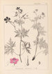 Herbier de la flore française Pl0058 - Louis Antoine Cusin — vista dell’opera