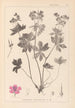 Herbier de la flore française Pl0059 - Louis Antoine Cusin — vista dell’opera