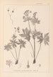 Herbier de la flore française Pl0060 - Louis Antoine Cusin — vista dell’opera