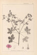 Herbier de la flore française Pl0061 - Louis Antoine Cusin — vista dell’opera