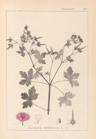 Louis Antoine Cusin - Herbier de la flore franaise Pl0061.webp