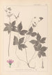 Herbier de la flore française Pl0062 - Louis Antoine Cusin — vista dell’opera