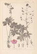 Herbier de la flore française Pl0063 - Louis Antoine Cusin — vista dell’opera
