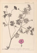 Herbier de la flore française Pl0068 - Louis Antoine Cusin — vista dell’opera