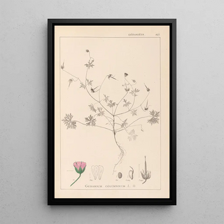 Louis Antoine Cusin - Herbier de la flore franaise Pl0069.webp