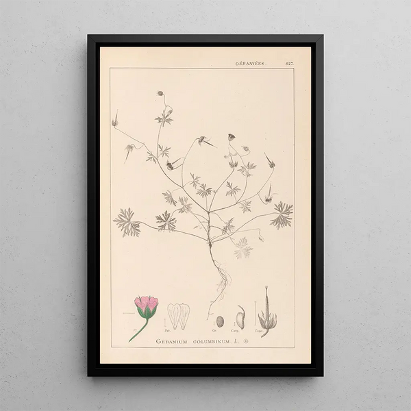 Louis Antoine Cusin - Herbier de la flore franaise Pl0069.webp