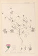 Herbier de la flore française Pl0069 - Louis Antoine Cusin — vista dell’opera