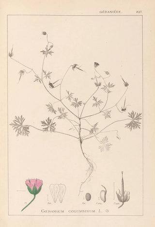Louis Antoine Cusin - Herbier de la flore franaise Pl0069.webp