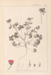 Herbier de la flore française Pl0070 - Louis Antoine Cusin — vista dell’opera