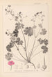Herbier de la flore française Pl0071 - Louis Antoine Cusin — vista dell’opera