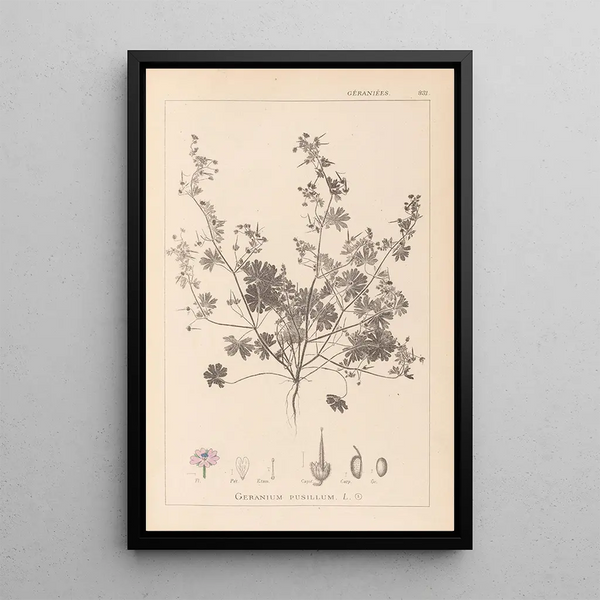 Louis Antoine Cusin - Herbier de la flore franaise Pl0073.webp