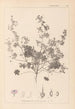 Herbier de la flore française Pl0073 - Louis Antoine Cusin — vista dell’opera