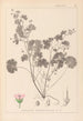 Herbier de la flore française Pl0074 - Louis Antoine Cusin — vista dell’opera