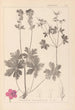 Herbier de la flore française Pl0077 - Louis Antoine Cusin — vista dell’opera