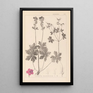 Louis Antoine Cusin - Herbier de la flore franaise Pl0077.webp