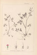 Herbier de la flore française Pl0079 - Louis Antoine Cusin — vista dell’opera