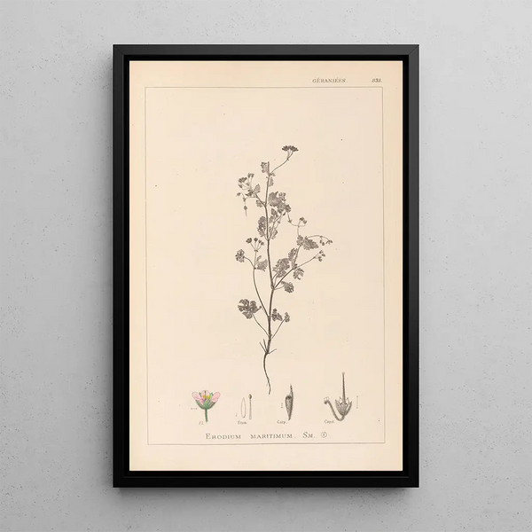 Louis Antoine Cusin - Herbier de la flore franaise Pl0080.webp