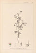 Herbier de la flore française Pl0080 - Louis Antoine Cusin — vista dell’opera