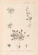 Herbier de la flore française Pl0081 - Louis Antoine Cusin — vista dell’opera