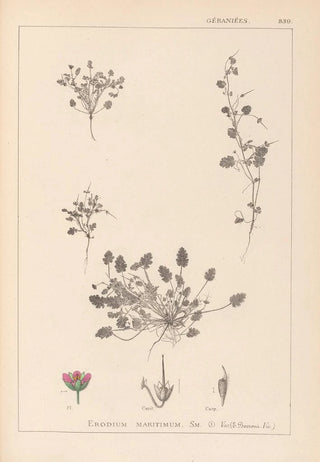 Louis Antoine Cusin - Herbier de la flore franaise Pl0081.webp