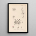 Herbier de la flore française Pl0081 - Louis Antoine Cusin — quadro incorniciato alla parete