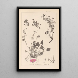 Louis Antoine Cusin - Herbier de la flore franaise Pl0082.webp