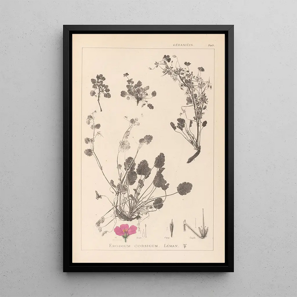 Louis Antoine Cusin - Herbier de la flore franaise Pl0082.webp