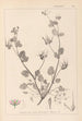 Herbier de la flore française Pl0083 - Louis Antoine Cusin — vista dell’opera