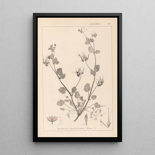 Louis Antoine Cusin - Herbier de la flore franaise Pl0083.webp