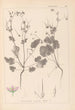 Herbier de la flore française Pl0084 - Louis Antoine Cusin — vista dell’opera